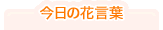 今日の花言葉