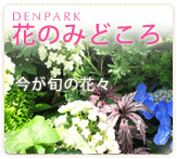 花のみどころ
