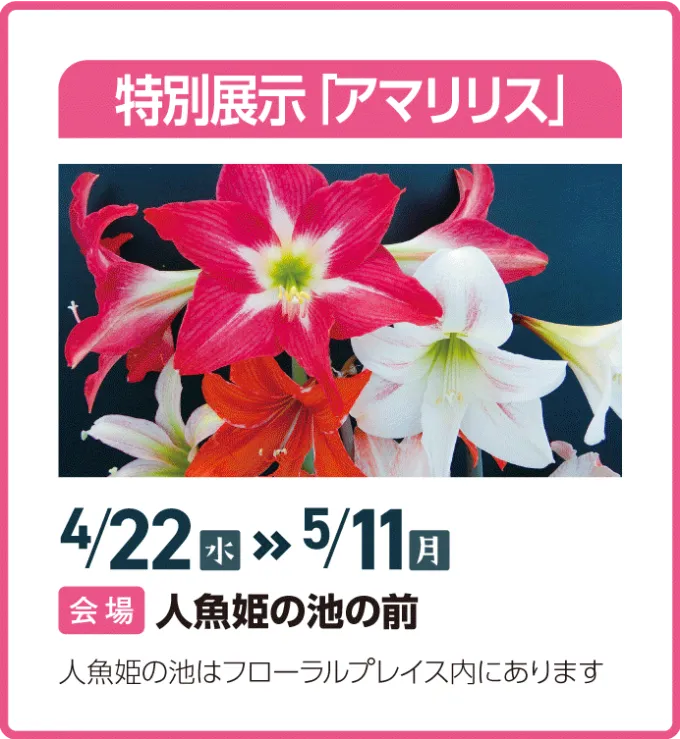 アマリリス展