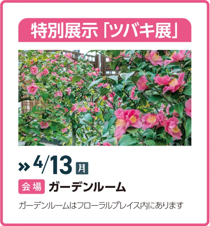 ツバキ展