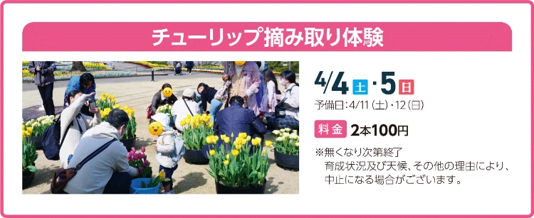 チューリップ摘み取り体験