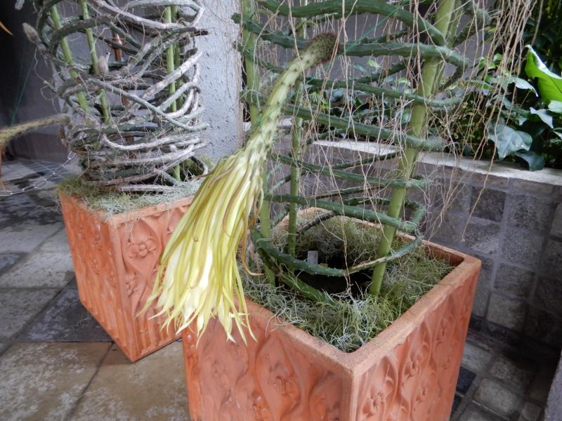 花の見どころ｜安城産業文化公園デンパーク